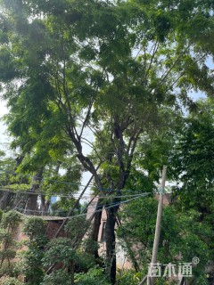 30公分海南黄花梨