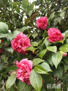 高度150厘米茶花