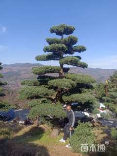 30公分日本五针松