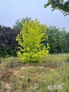 15公分金叶复叶槭