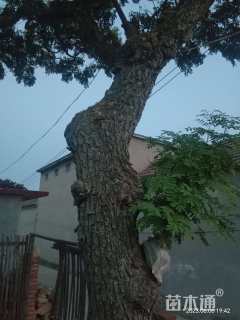 62公分榕树