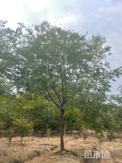15公分朴树