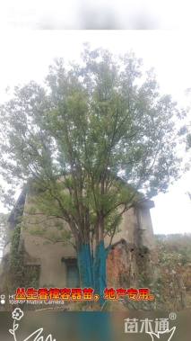 80公分(4杆)丛生香樟