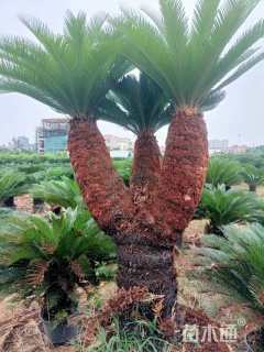 裸干高60厘米铁树