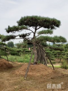 22公分造型油松