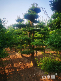 15公分对节白蜡