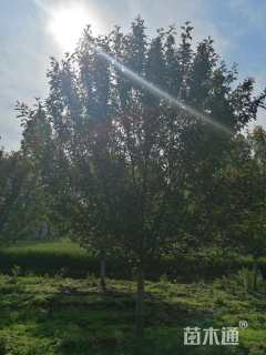 10公分绚丽海棠