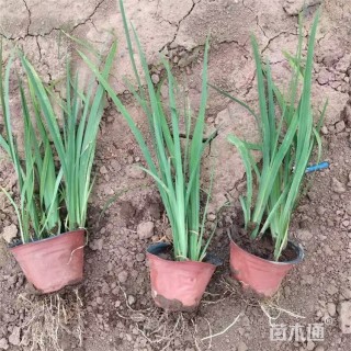 高度70厘米马莲