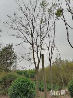 25公分黄山栾树