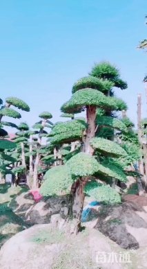 25公分造型女贞