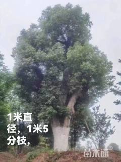 100公分香樟