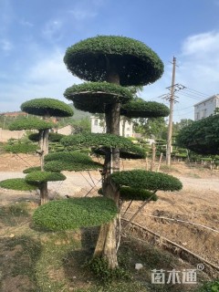 15公分造型对节白蜡