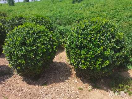 冠幅150厘米冬青球