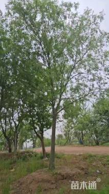 18公分榔榆