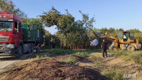 高度500厘米丛生五角枫