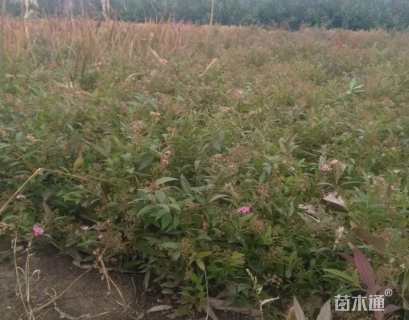 高度300厘米绣线菊