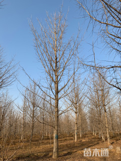 30公分无心银杏