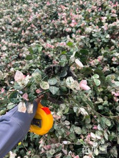 主蔓长25厘米花叶络石