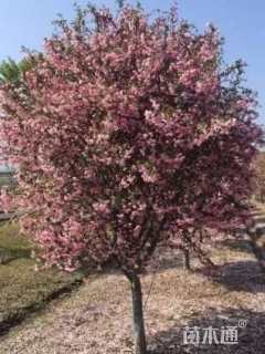 10公分垂丝海棠