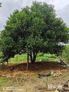 78公分(7杆)丛生香橼