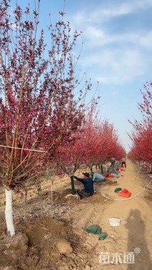 10公分红叶碧桃