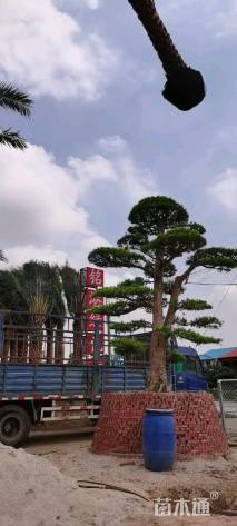 裸干高400厘米中东海枣