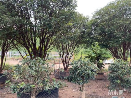 高度400厘米嘉宝果