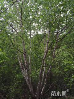 10公分丛生白桦