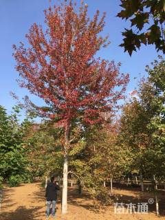 16公分美国红枫