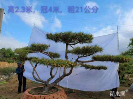 30公分造型黑松