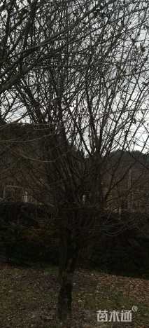 18公分垂丝海棠