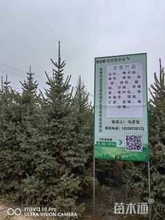 高度650厘米云杉