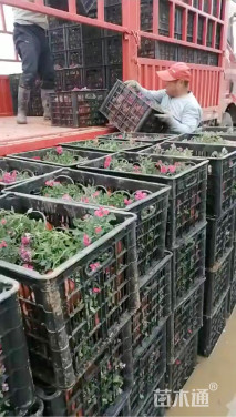 高度30厘米姬小菊