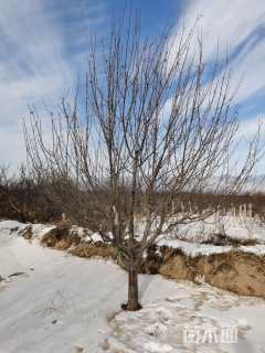 15.22公分八棱海棠