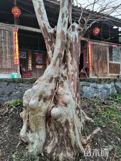 高度10000厘米马灵光