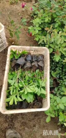 50厘米五叶地锦