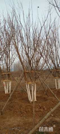 高度800厘米丛生五角枫