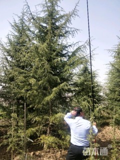 高度6500厘米雪松