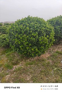 冠幅250厘米大叶黄杨球