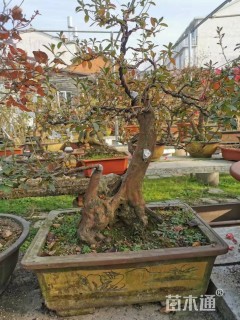 高度1500厘米映山红