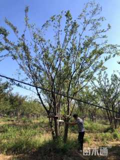 40公分(5杆)丛生朴树