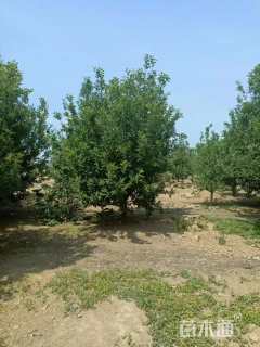 12公分八棱海棠