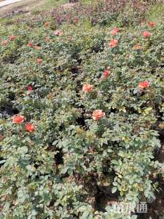 高度35厘米月季