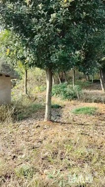 15公分红叶石楠