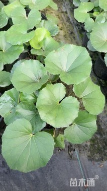 高度10厘米大吴风草