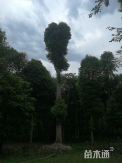 58公分金丝楠木