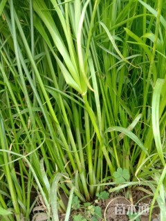 高度50厘米旱伞草