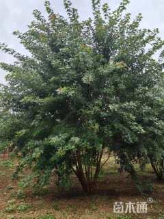 高度600厘米丛生元宝枫