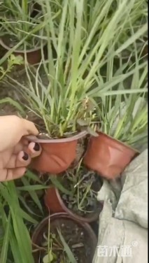 高度30厘米矮蒲苇