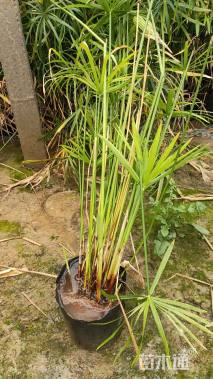 高度40厘米旱伞草